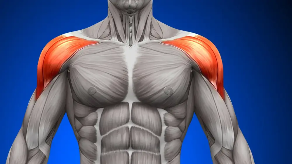 Músculo do Ombro Guia Completo para Entender sua Anatomia e Funcionamento